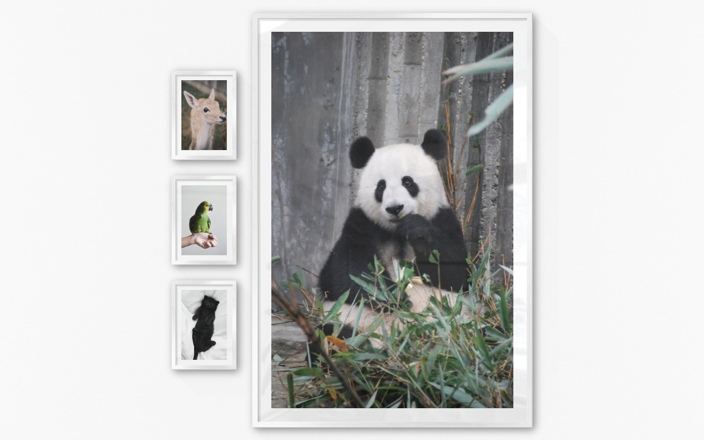 Gallery wall with picture frames in silver in sizes 21x30 and 100x150 with prints "Deer", "Green parrot", "Cat in bed" and "Panda"