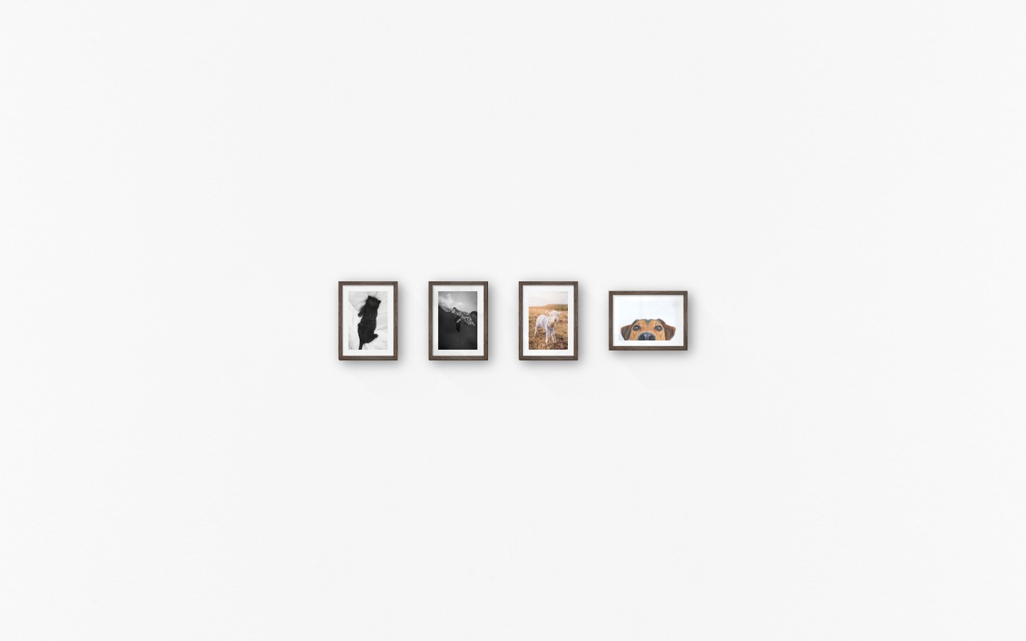 Gallery wall with picture frames in dark wood in sizes 13x18 with prints "Cat in bed", "Turtle", "Lamb" and "Hundnos"