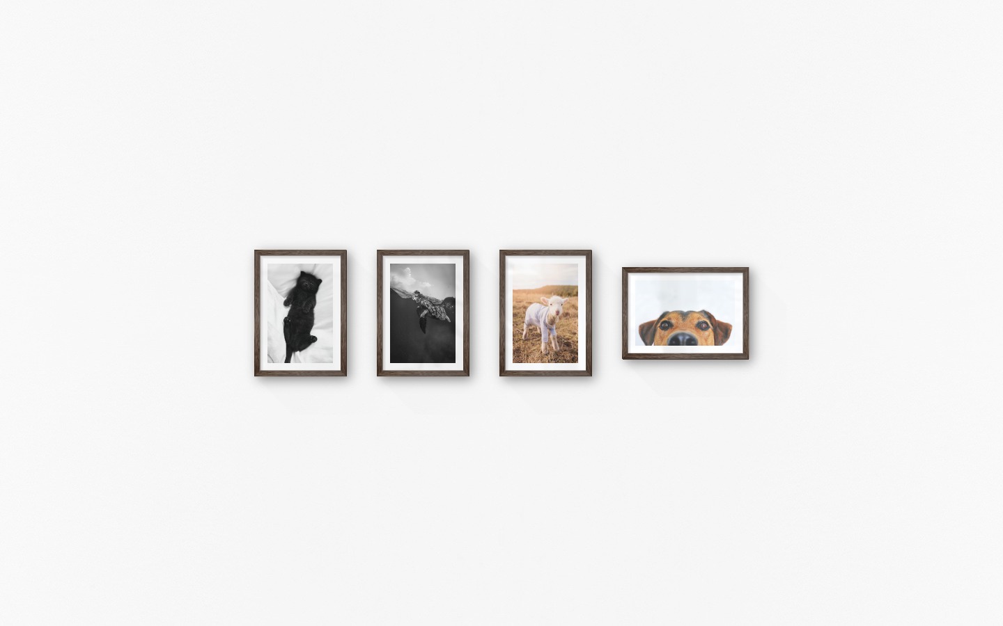 Gallery wall with picture frames in dark wood in sizes 21x30 with prints "Cat in bed", "Turtle", "Lamb" and "Hundnos"
