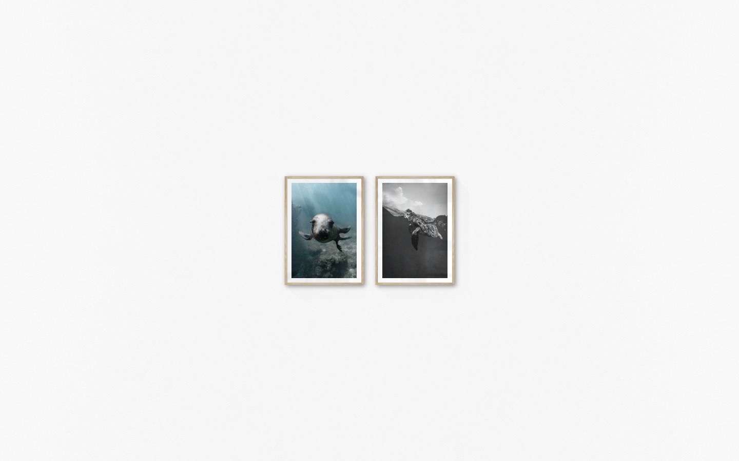 Gallery wall with picture frames in wood in sizes 50x70 with prints "Seal in the water" and "Turtle"