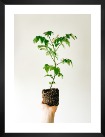 Gallery wall with picture frame in black in size 30x40 with print "Plant"