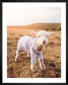 Gallery wall with picture frame in black in size 40x50 with print "Lamb"