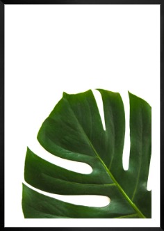 Gallery wall with picture frame in black in size 70x100 with print "Plant"
