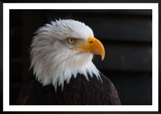 Gallery wall with picture frame in black in size 70x100 with print "Eagle"