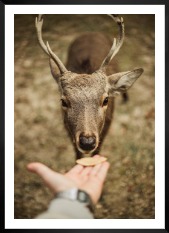 Gallery wall with picture frame in black in size 50x70 with print "Feed a deer"