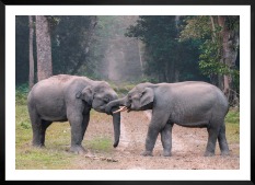 Gallery wall with picture frame in black in size 50x70 with print "Elephants"