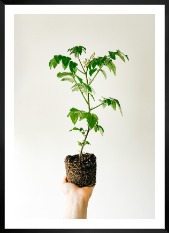 Gallery wall with picture frame in black in size 50x70 with print "Plant"