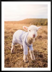 Gallery wall with picture frame in black in size 50x70 with print "Lamb"