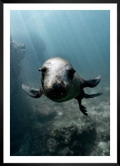 Gallery wall with picture frame in black in size 50x70 with print "Seal in the water"