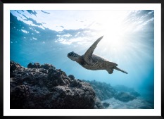 Gallery wall with picture frame in black in size 50x70 with print "Turtle in the water"