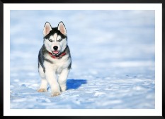 Gallery wall with picture frame in black in size 50x70 with print "Husky"