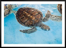 Gallery wall with picture frame in black in size 50x70 with print "Turtle in the water"