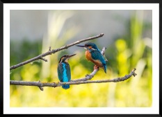 Gallery wall with picture frame in black in size 50x70 with print "Hummingbirds"